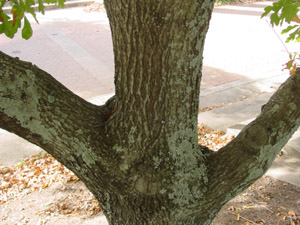 Georgia oak bark